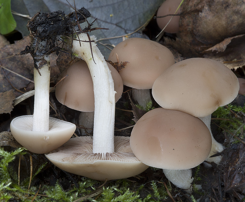 Psathyrella sarcocephala